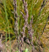 Molinia caerulea ssp. caerulea 'Strahlenquelle'