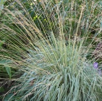 Molinia caerulea ssp. caerulea 'Variegata'