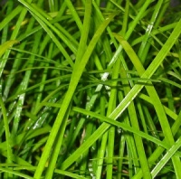 Ophiopogon bodinieri B&L12505