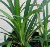 Ophiopogon planiscapus f. leucanthus