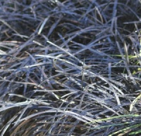 Ophiopogon planiscapus 'Nigrescens'
