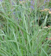 Panicum virgatum 'Haense Herms'
