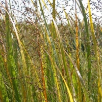 Panicum virgatum 'Northwind'