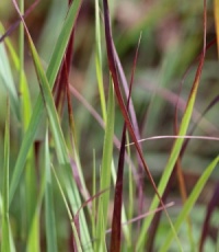 Panicum virgatum 'Purple Haze'
