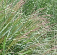 Panicum virgatum 'Rotstrahlbusch'