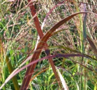Panicum virgatum 'Squaw'