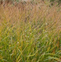 Panicum virgatum 'Strictum'