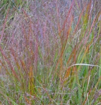 Panicum virgatum 'Warrior'