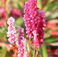Persicaria affinis 'Darjeeling Red'