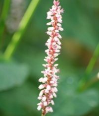 Persicaria amplexicaulis 'Alba'