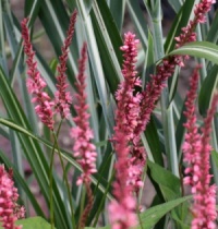 Persicaria amplexicaulis 'Orange Field'