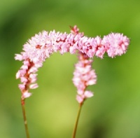 Persicaria amplexicaulis 'Pink Elephant'