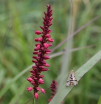 Persicaria amplexicaulis 'Red Baron'