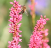 Persicaria amplexicaulis 'Summer Dance'