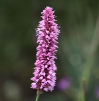 Persicaria bistorta 'Hohe Tatra'