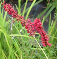 Persicaria amplexicalus Taurus 'Blotau'