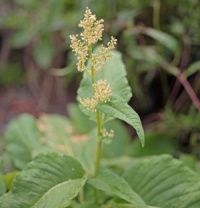 Persicaria weyrichii