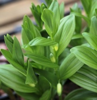 Polygonatum humile