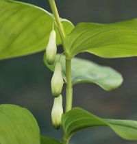 Polygonatum maximowiczii