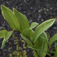 Polygonatum odoratum var. pluriflorum 'Variegatum'