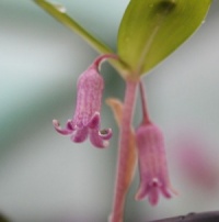 Polygonatum roseum