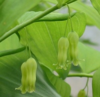 Polygonatum sp.