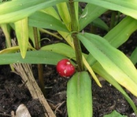 Polygonatum stewartianum