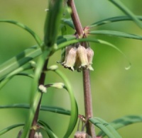 Polygonatum aff. verticillatum CLD1308