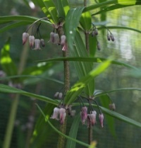 Polygonatum verticillatum