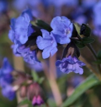Pulmonaria angustifolia 'Azurea'