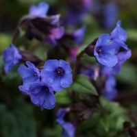 Pulmonaria 'Blue Ensign'