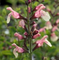 Salvia x jamensis 'Sierra San Antonio'