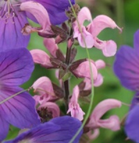 Salvia pratensis 'Rose Rhapsody'