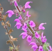 Salvia pratensis 'Royal Crimson Distinction'