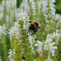 Salvia x sylvestris 'Schneeh�gel'