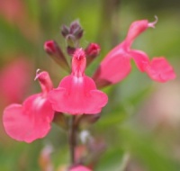 Salvia 'Trelawny'