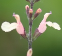 Salvia 'Trellisick'