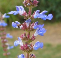 Salvia uliginosa
