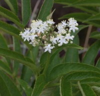 Sambucus ebulus