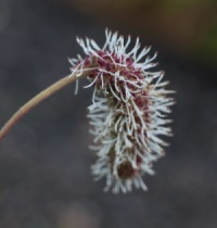 Sanguisorba canadensis
