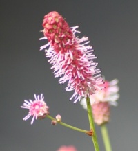 Sanguisorba officinalis 'Pink Tanna'
