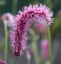 Sanguisorba tenuifolia 'Pink Elephant'