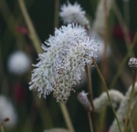 Sanguisorba 'White Tanna'