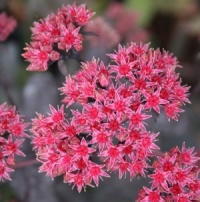 Sedum 'Chocolate'