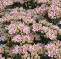 Sedum 'Matrona'