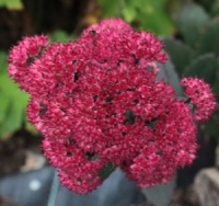 Sedum 'Red Cauli'