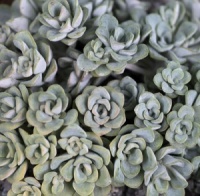 Sedum spathulifolium 'Cape Blanco'