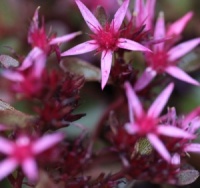 Sedum spurium 'Fuldaglut'