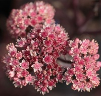 Sedum telephium 'Karfunkelstein'