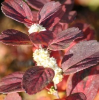 Spiraea betulifolia 'Tor'